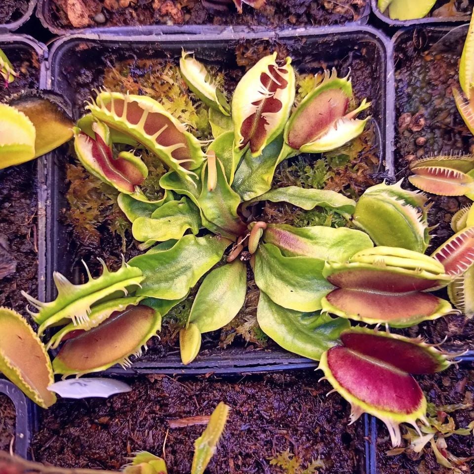 Dionaea muscipula ''fused tooth''