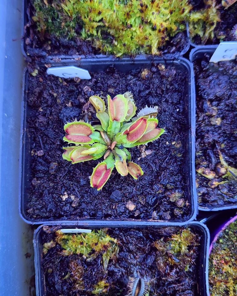 Dionaea muscipula ''fused tooth''