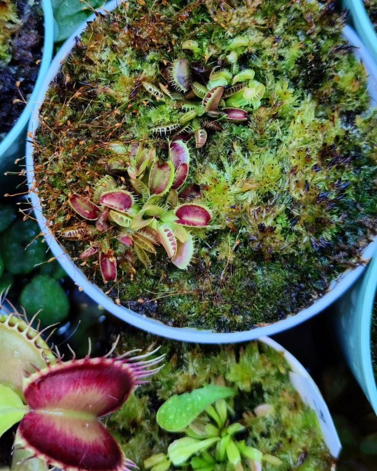 Dionaea muscipula ''fused tooth''