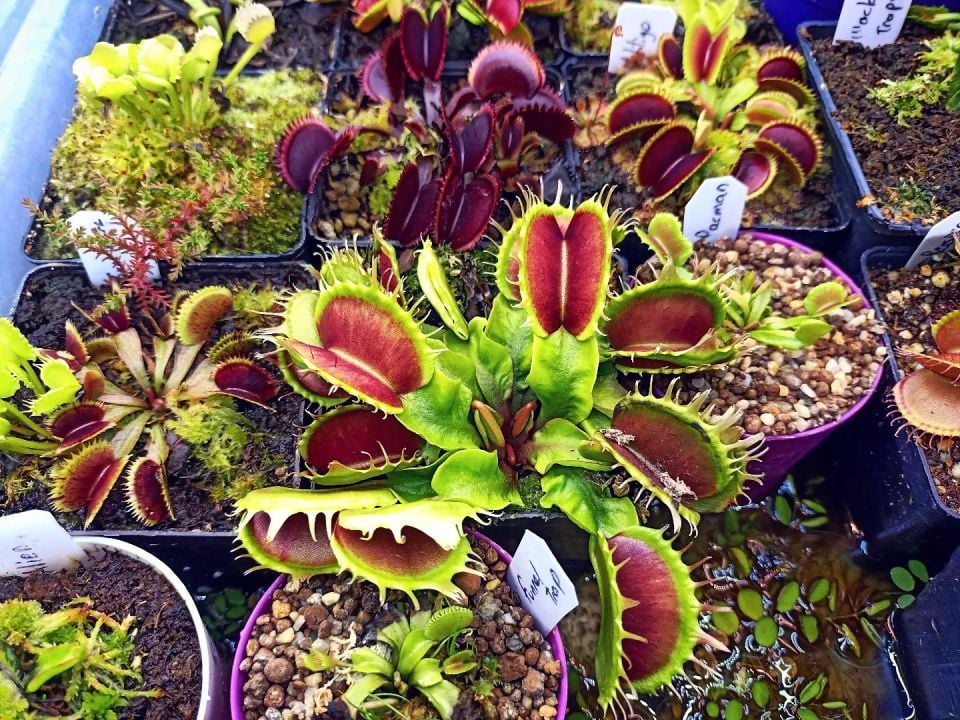 Dionaea muscipula ''fused tooth''
