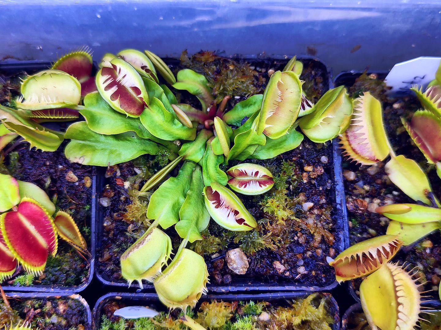 Dionaea muscipula ''fused tooth''