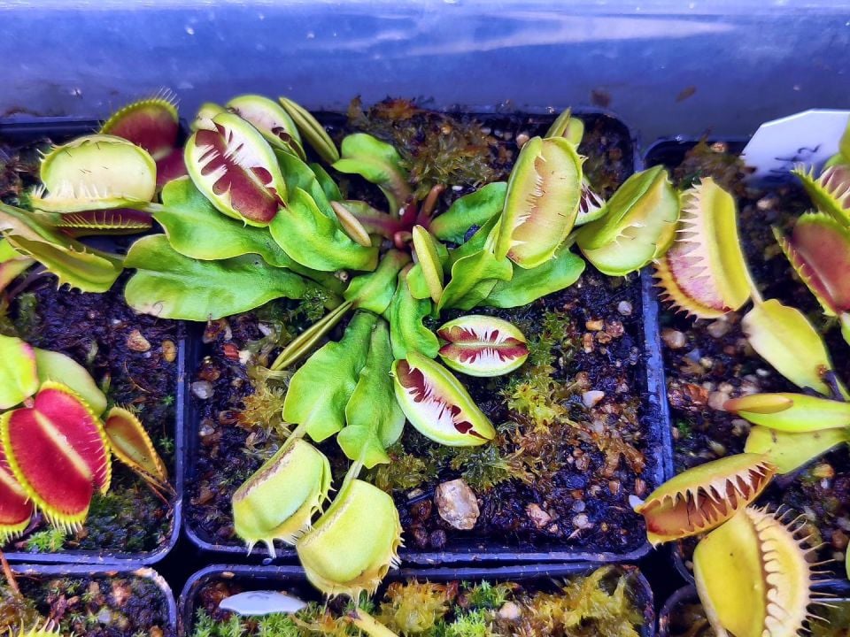 Dionaea muscipula ''fused tooth''