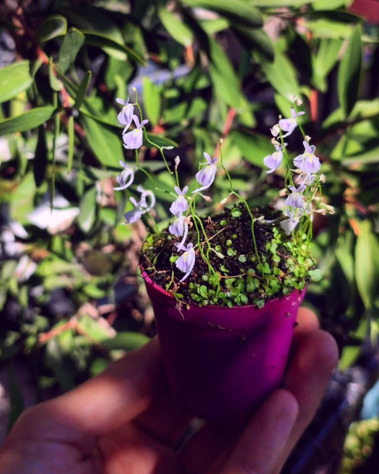 Utricularia sandersonii Etobur Bitki 5,5 cm Saksıda