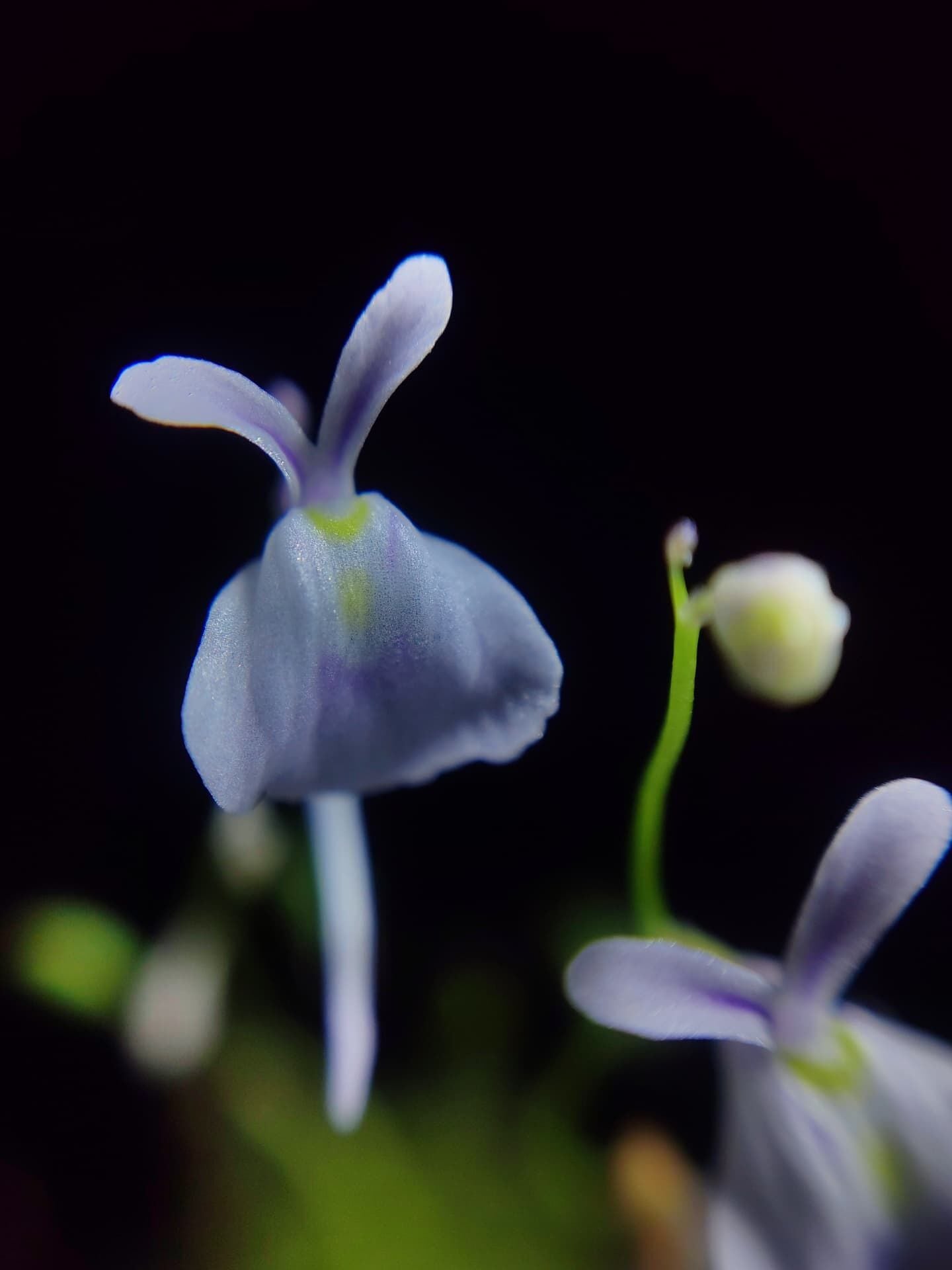 Utricularia sandersonii Etobur Bitki 5,5 cm Saksıda