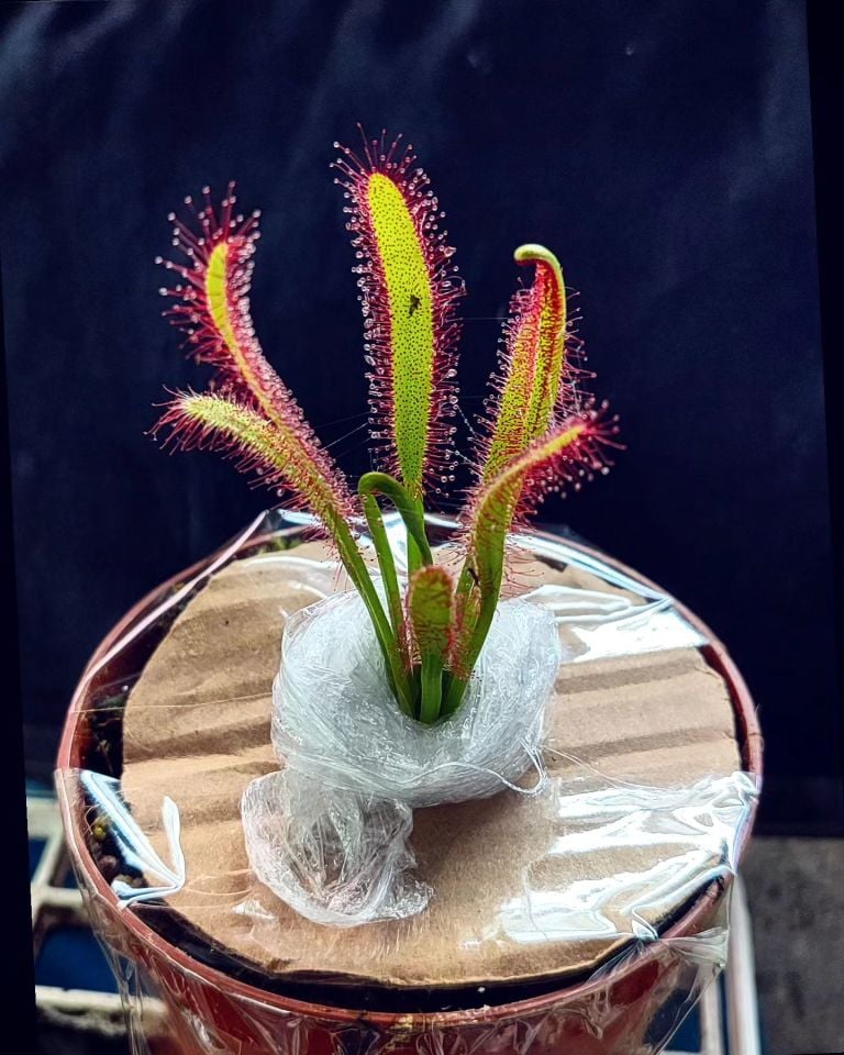Drosera x bainskloof