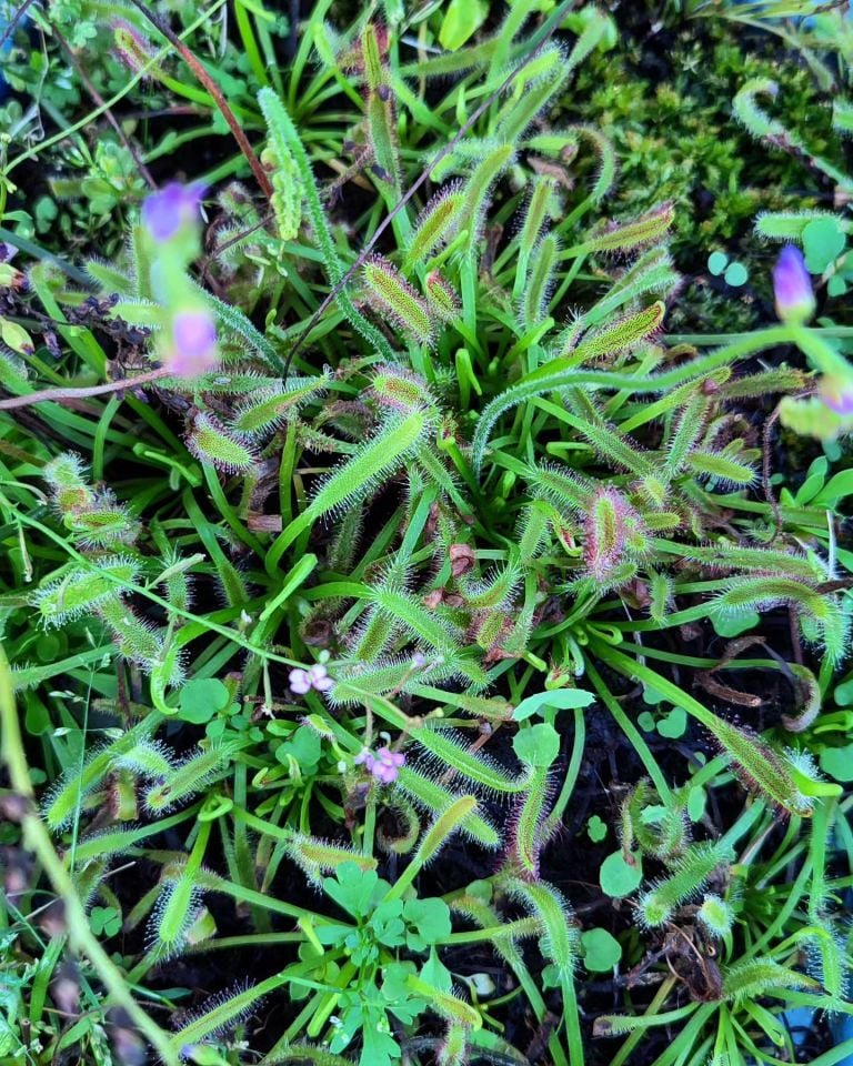 Drosera x bainskloof