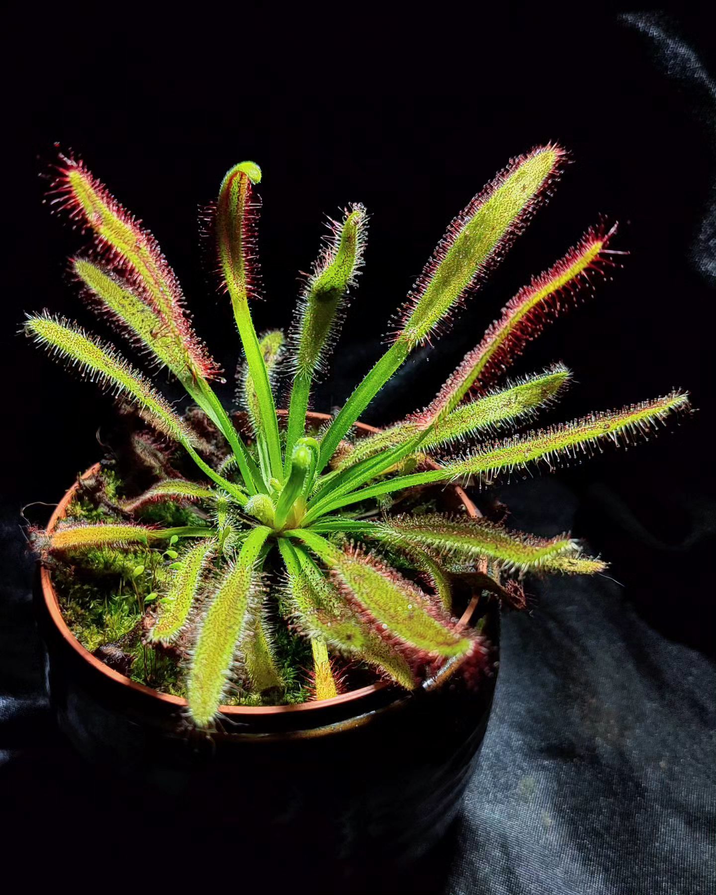 Drosera x bainskloof