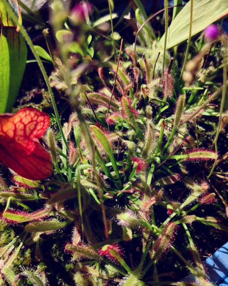 Drosera x bainskloof