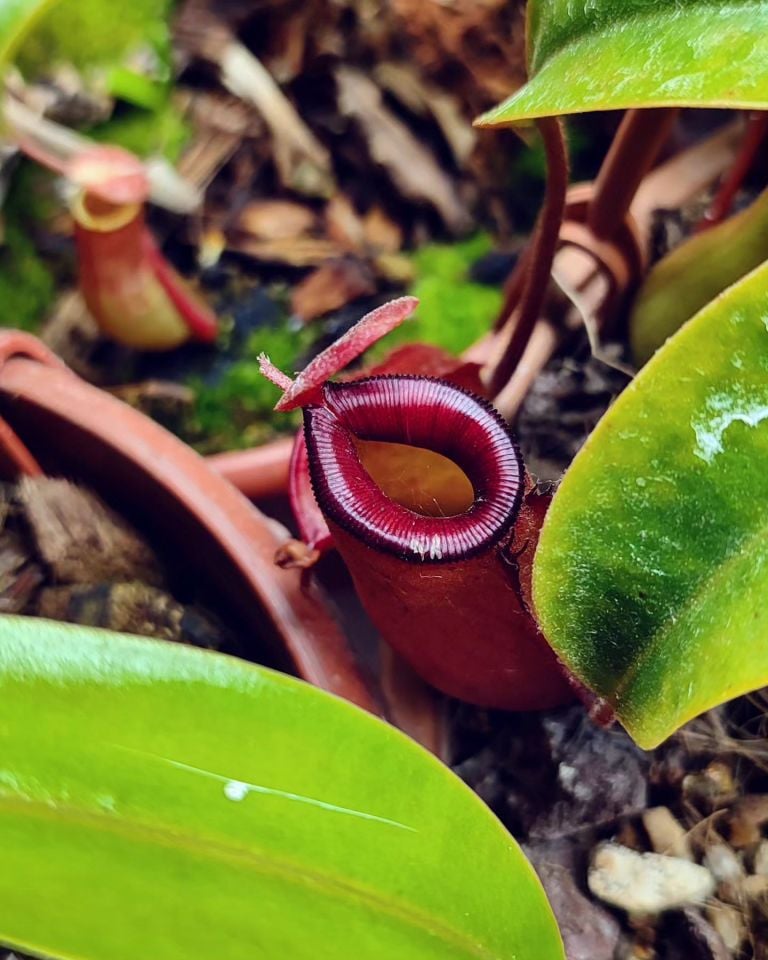 Nepenthes x bloody mary