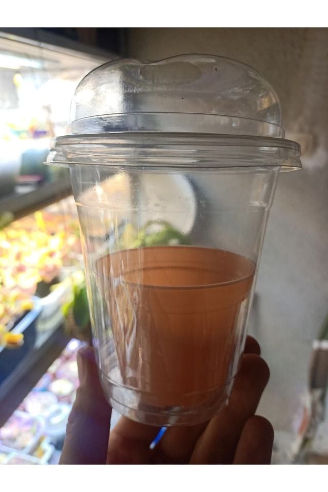 Drosera Binata Tohum Yetiştirme Kiti 3 Farklı Tür