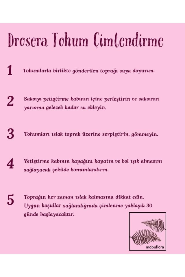 Drosera Binata Tohum Yetiştirme Kiti 3 Farklı Tür