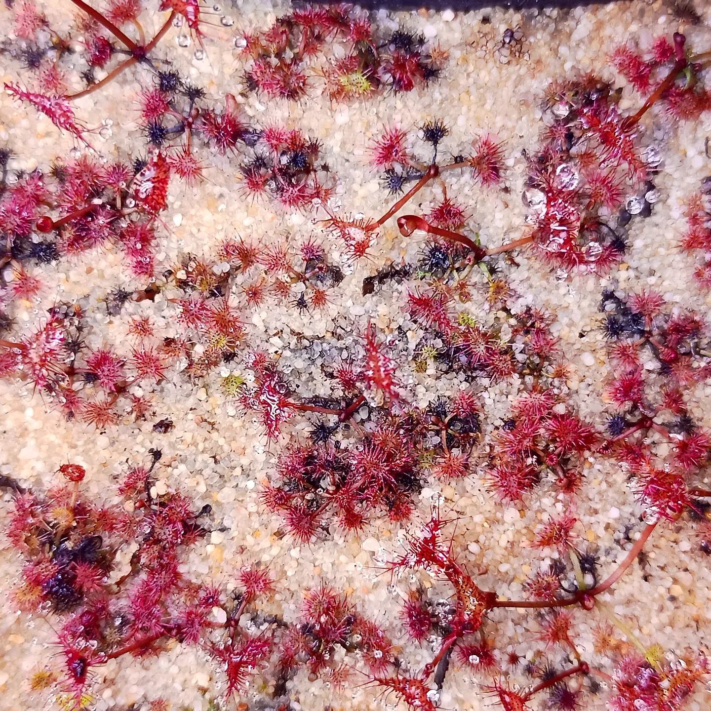 Drosera Binata Tohum Yetiştirme Kiti 3 Farklı Tür