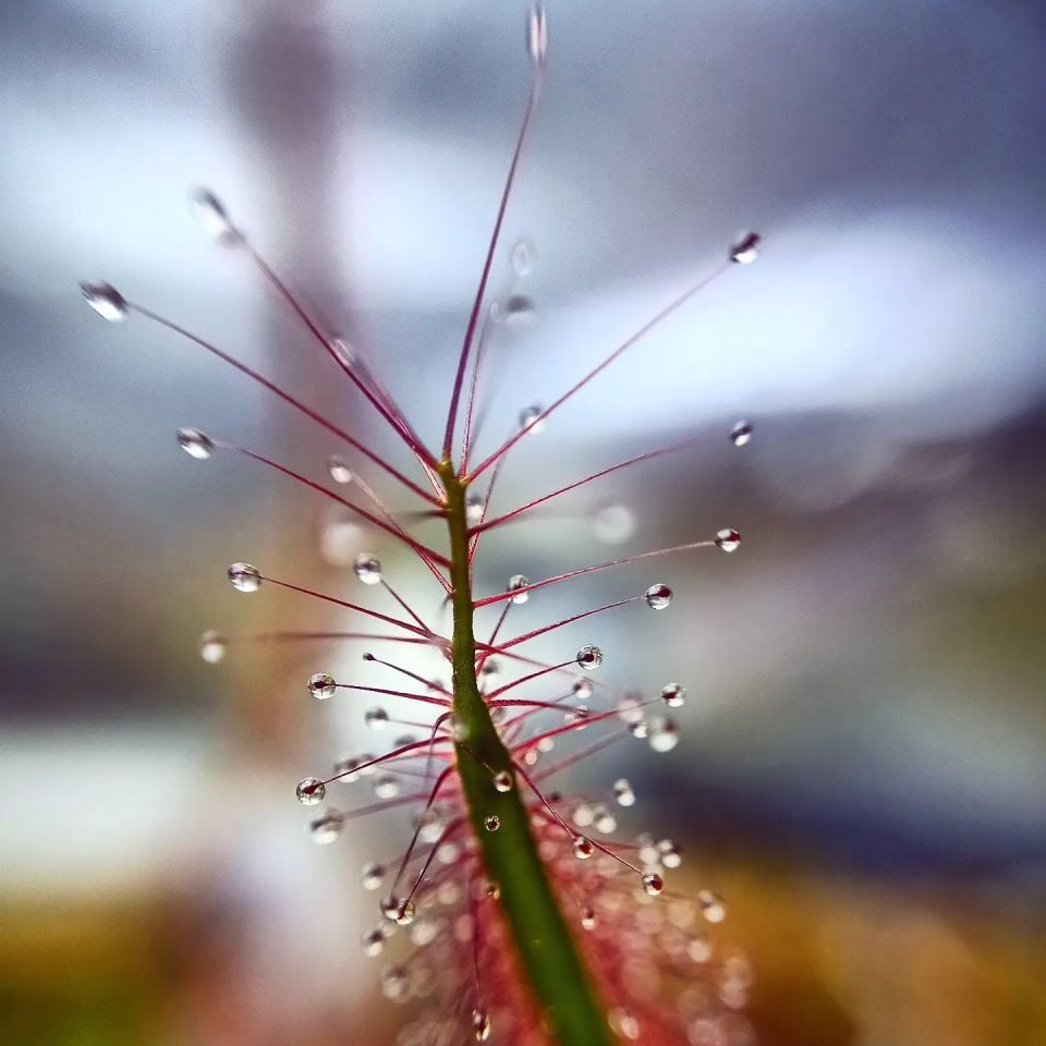 Drosera Binata Tohum Yetiştirme Kiti 3 Farklı Tür