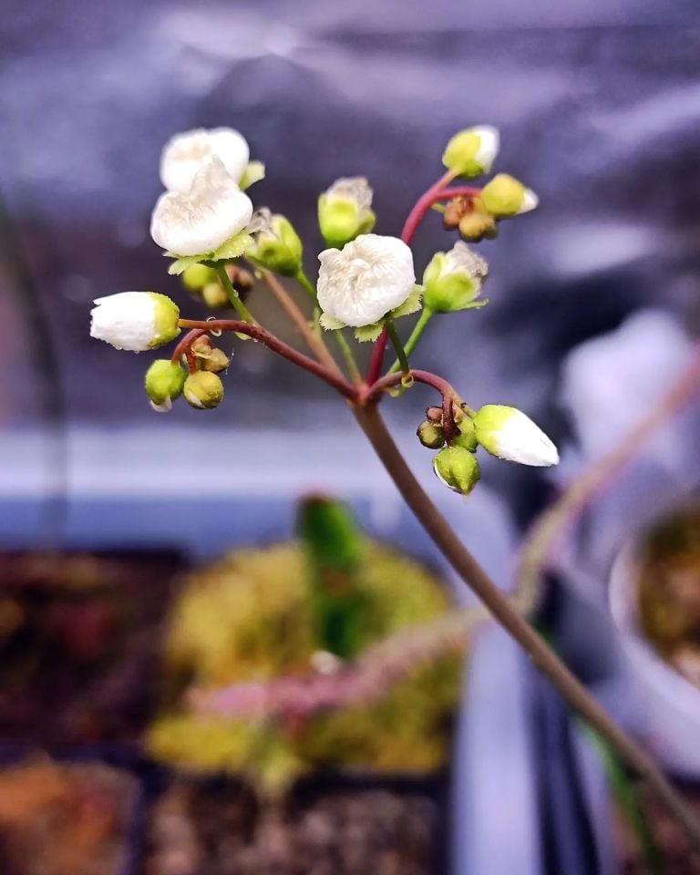 Drosera Binata Tohum Yetiştirme Kiti 3 Farklı Tür
