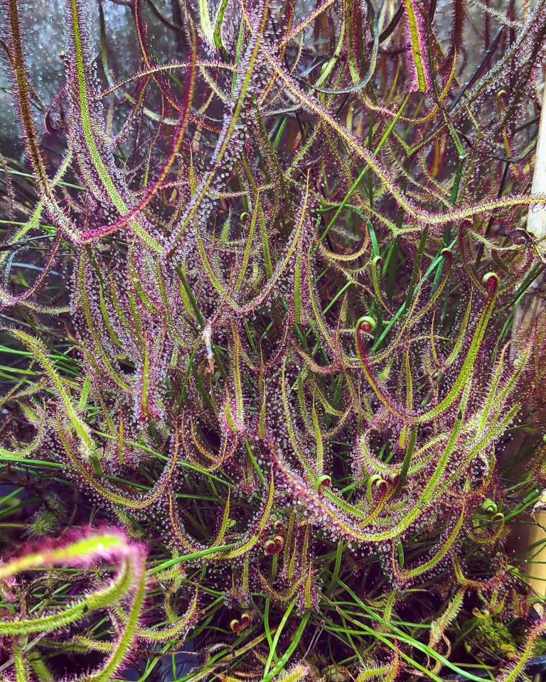 Drosera Binata Tohum Yetiştirme Kiti 3 Farklı Tür