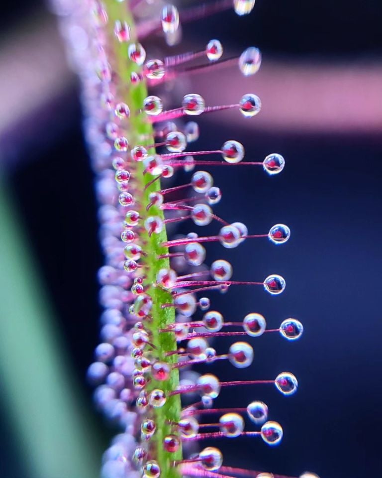 Drosera Binata Tohum Yetiştirme Kiti 3 Farklı Tür