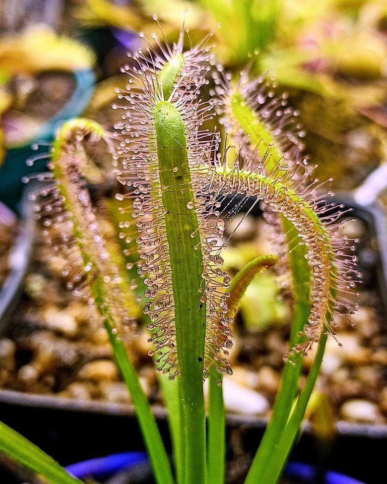 Drosera capensis ''alba''