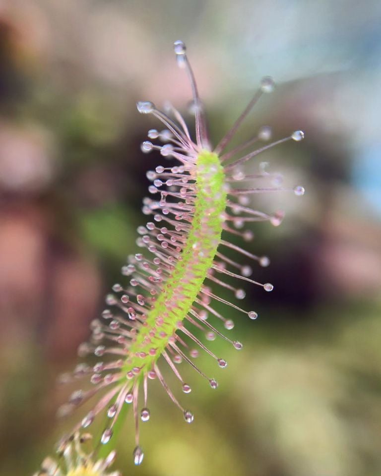Drosera capensis ''alba''