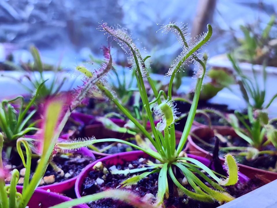 Drosera capensis ''alba''
