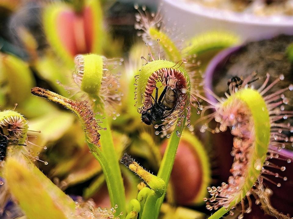 Drosera capensis ''alba''