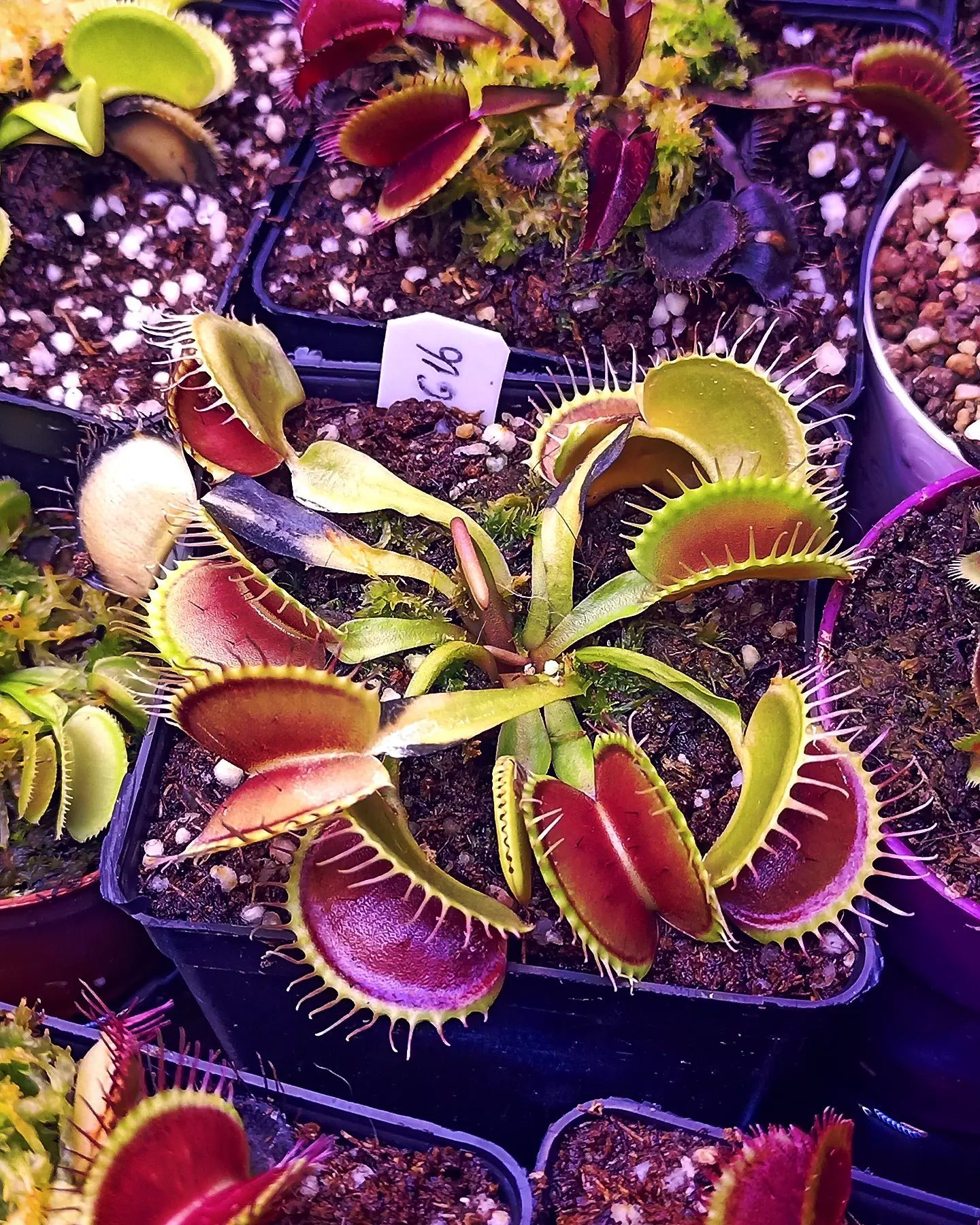 Dionaea muscipula ''G16''