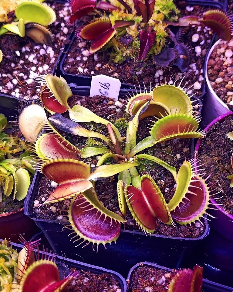 Dionaea muscipula ''G16''