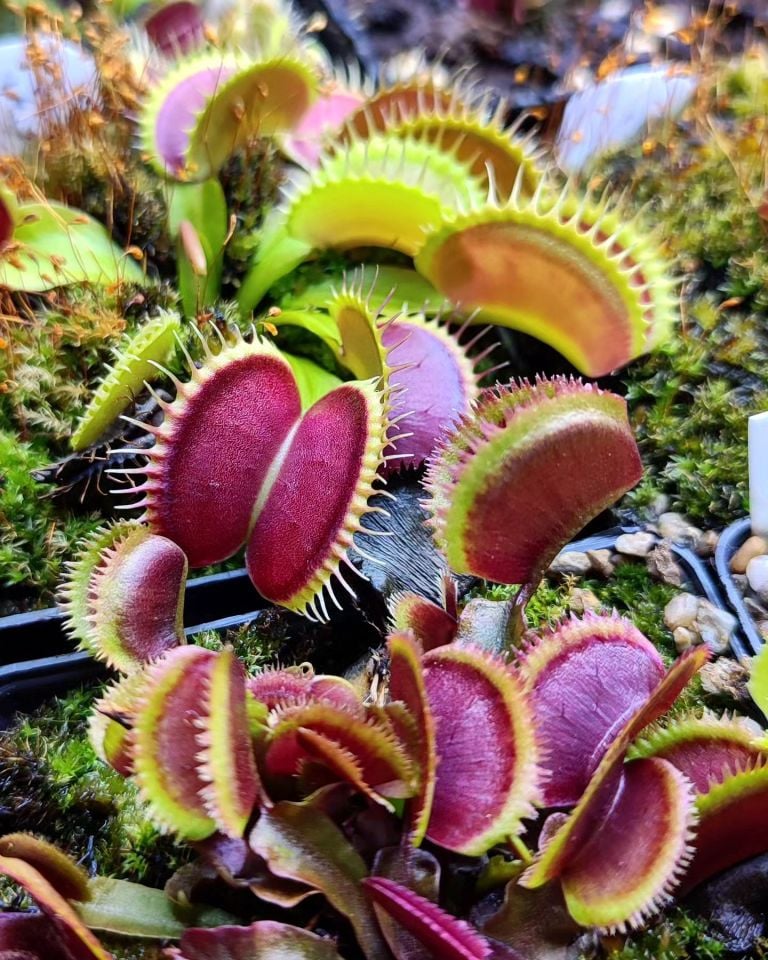 Dionaea muscipula ''G16''