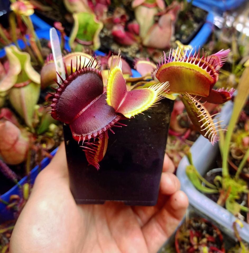 Dionaea muscipula ''G16''