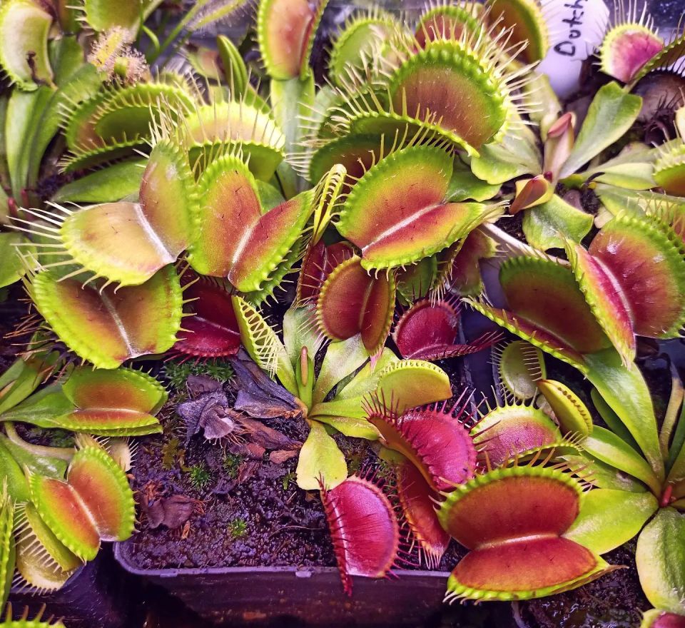 Dionaea muscipula ''G16''