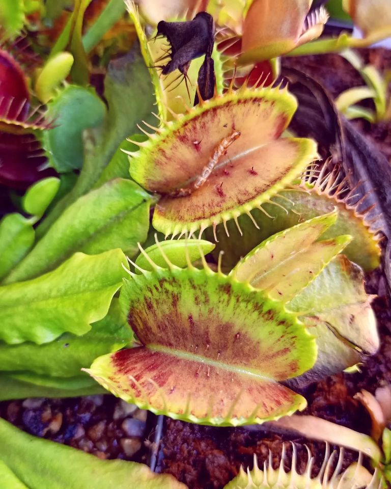 Dionaea muscipula ''patches''