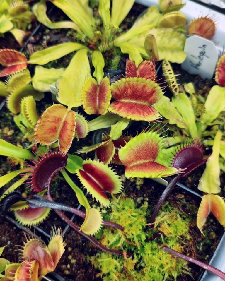 Dionaea muscipula ''patches''
