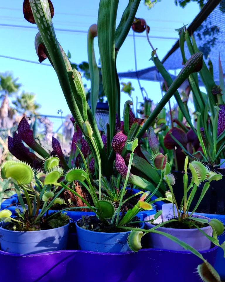 Dionaea muscipula ''creeping death''