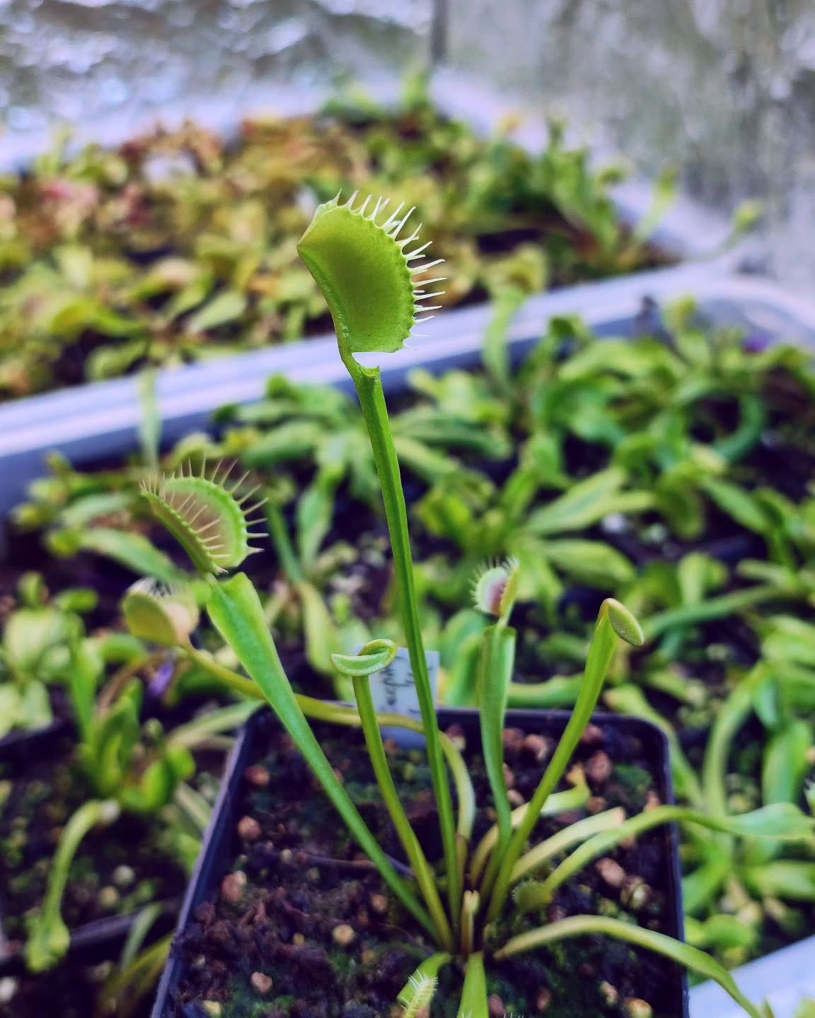 Dionaea muscipula ''creeping death''