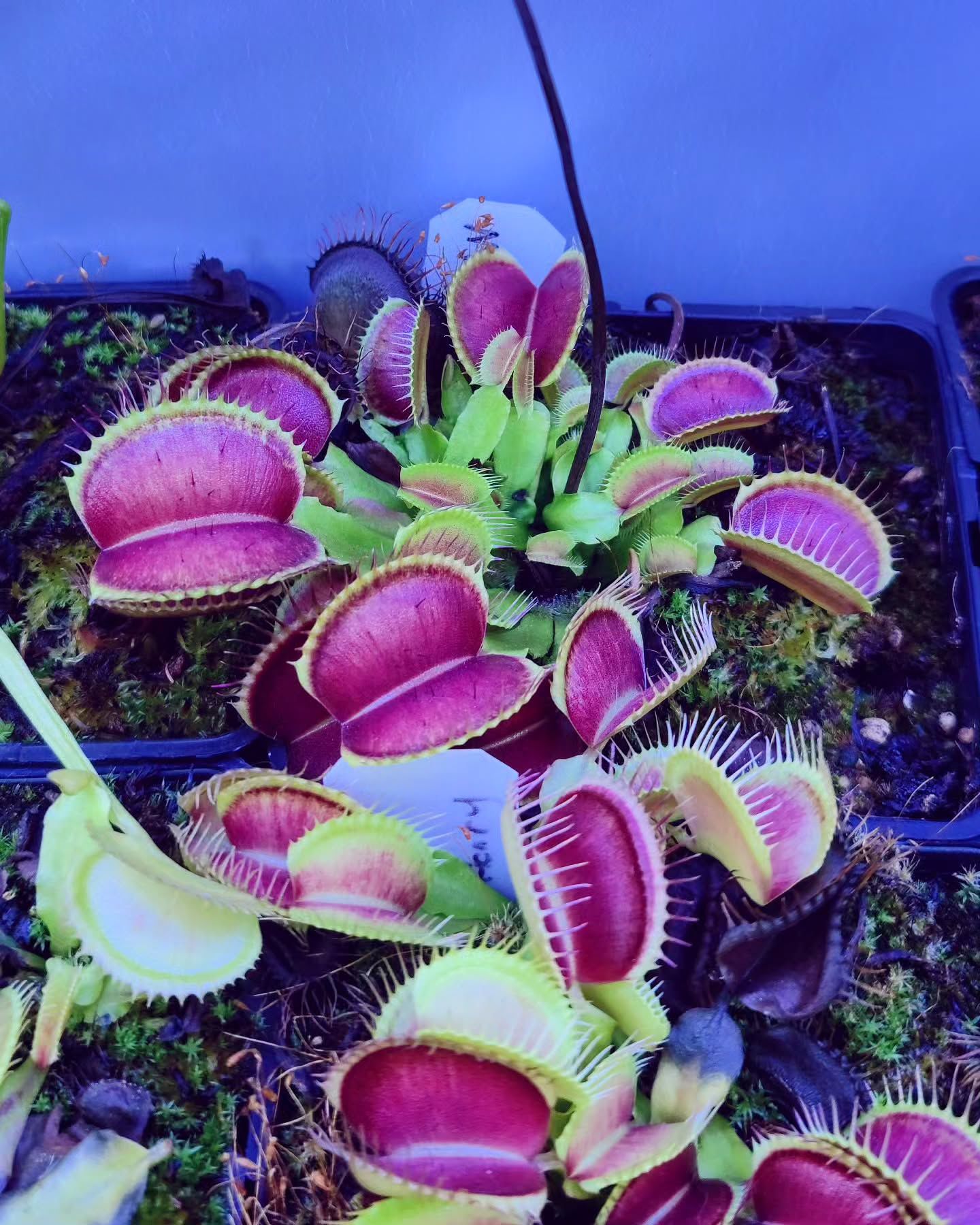 Dionaea muscipula ''titan''