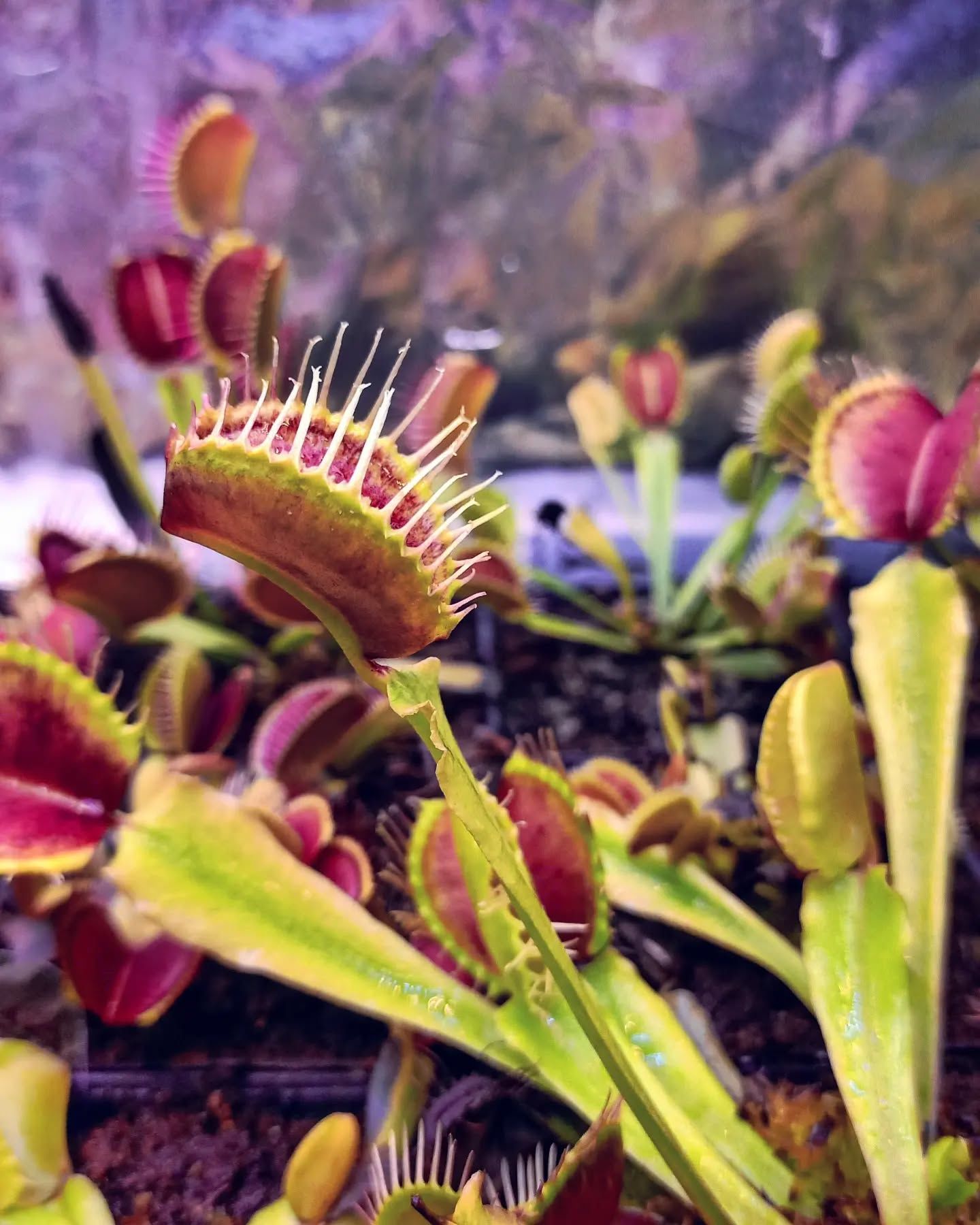 Dionaea muscipula ''towering giant''