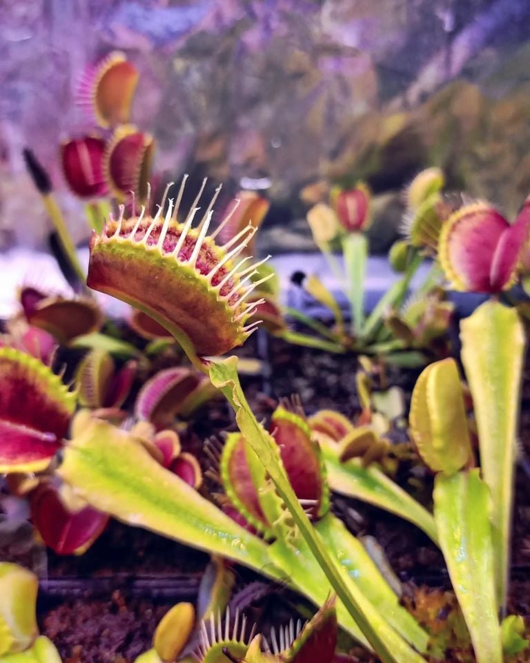Dionaea muscipula ''towering giant''