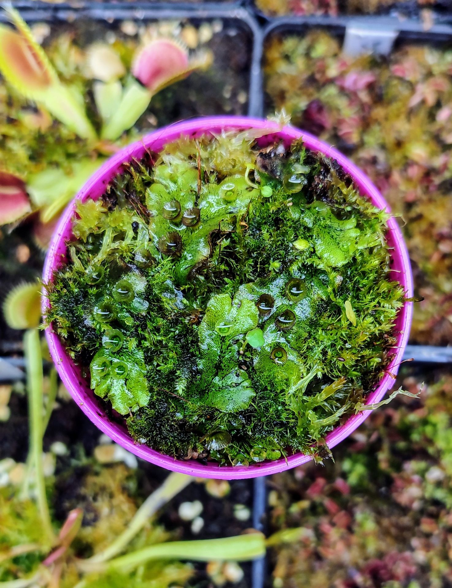 Marchantia polymorpha 5,5 cm saksıda