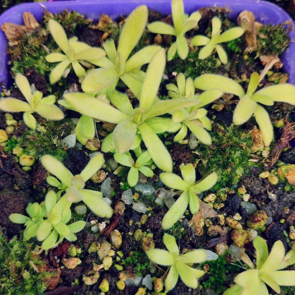 Pinguicula aphrodite