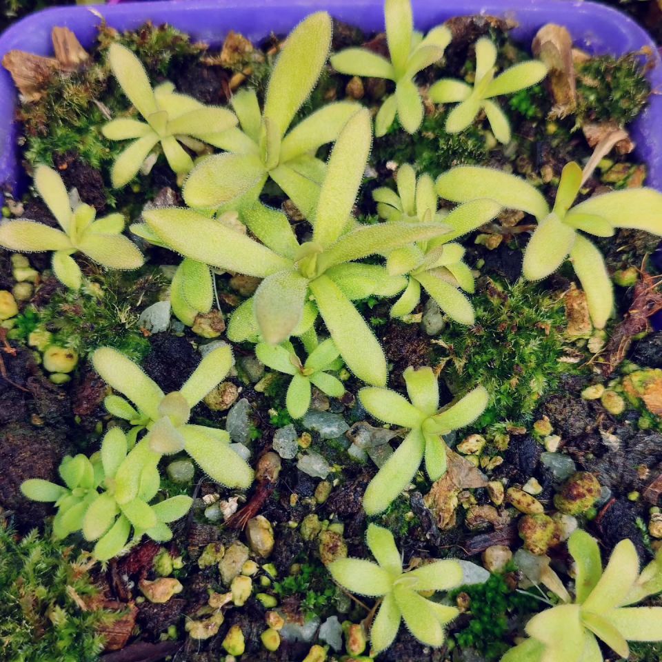 Pinguicula aphrodite