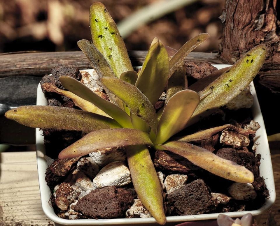 Pinguicula aphrodite