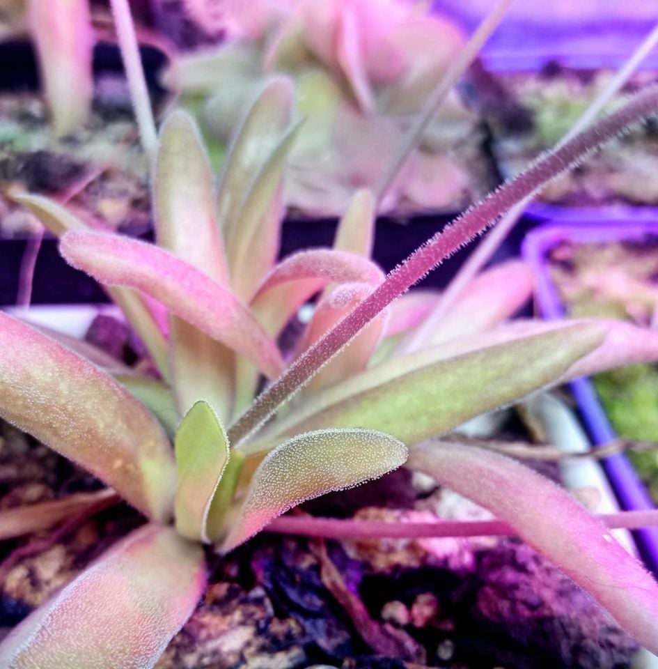Pinguicula aphrodite
