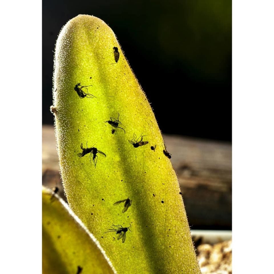 Pinguicula aphrodite
