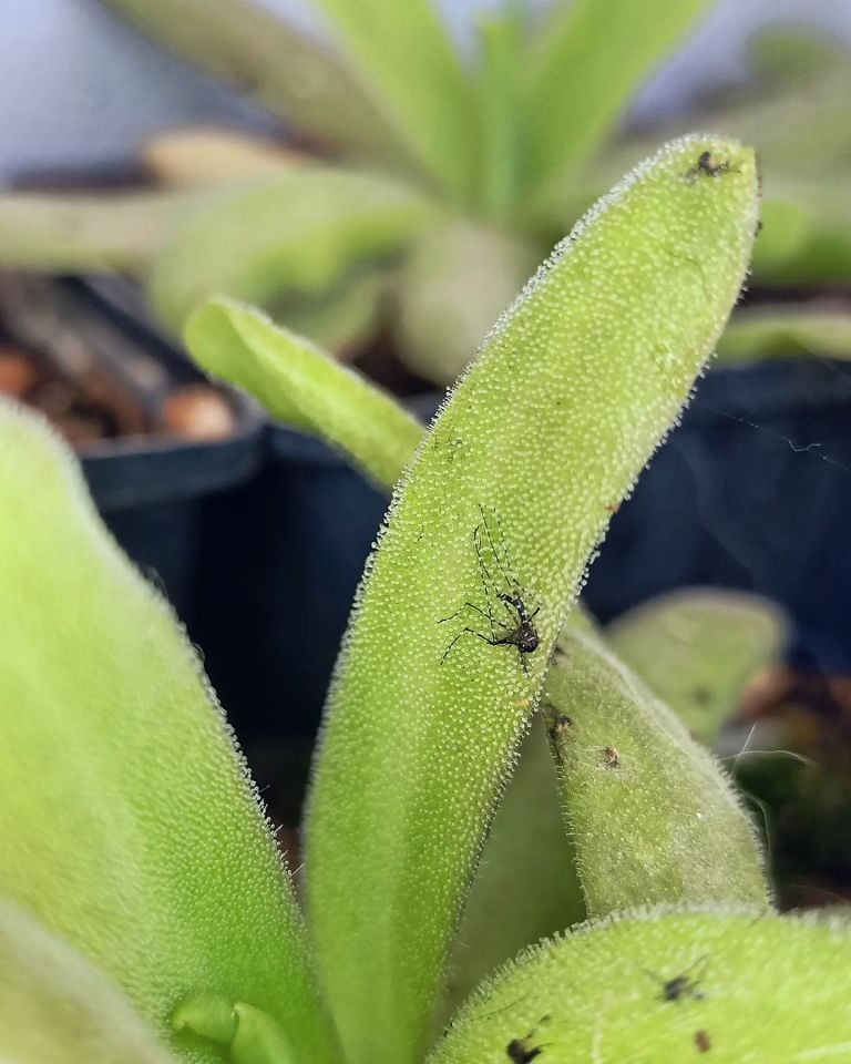 Pinguicula aphrodite