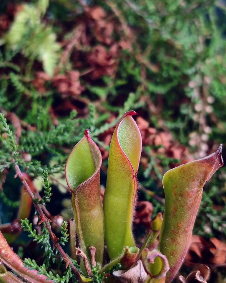 Heliamphora heterodoxa x minor