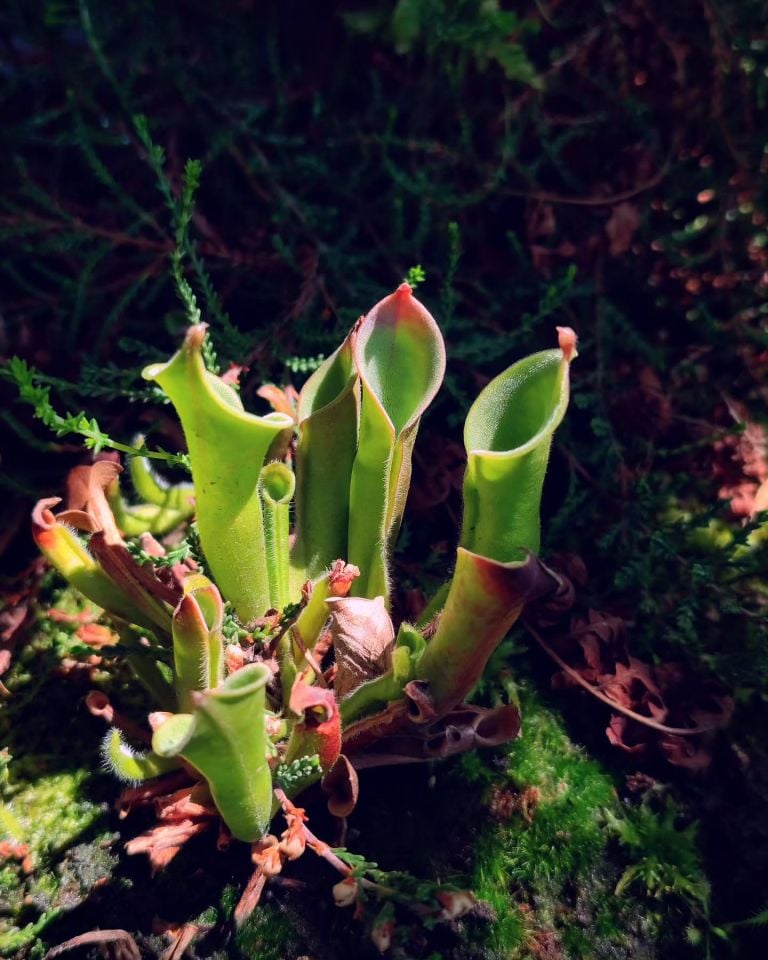 Heliamphora heterodoxa x minor