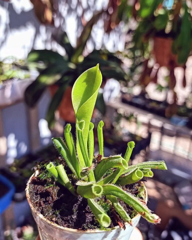 Heliamphora heterodoxa x minor