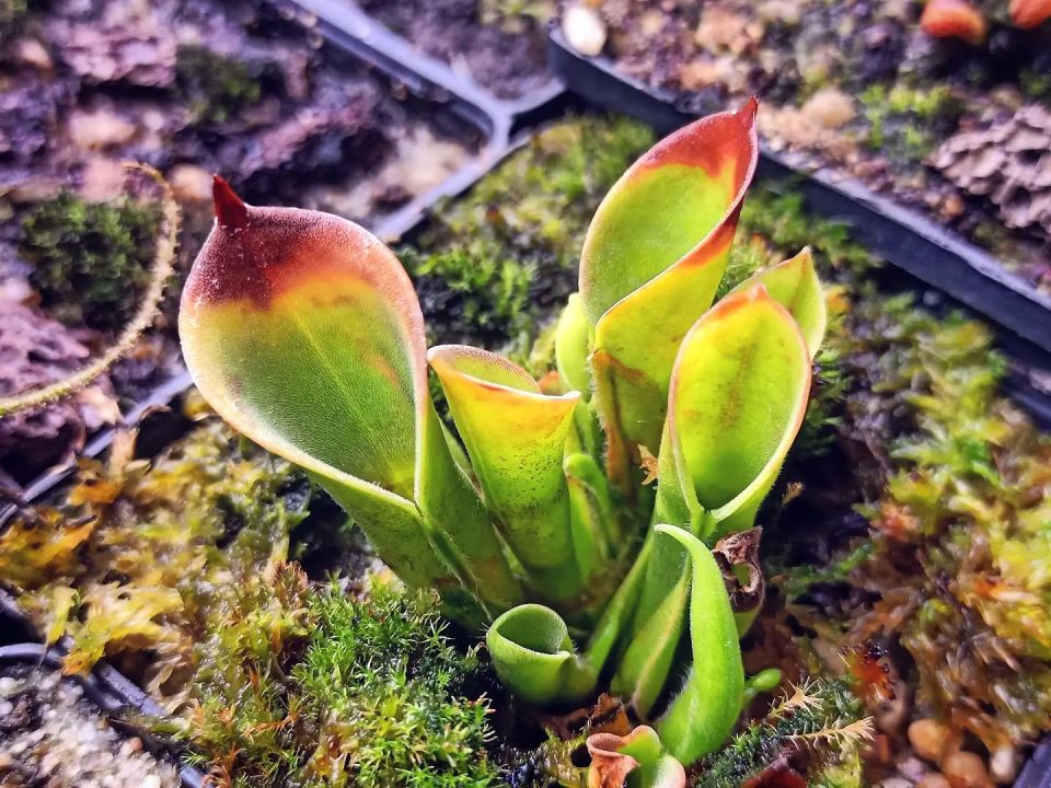 Heliamphora heterodoxa x minor