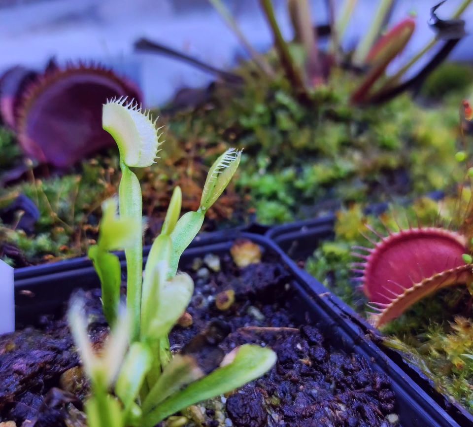 Dionaea muscipula 'MF Ghost'