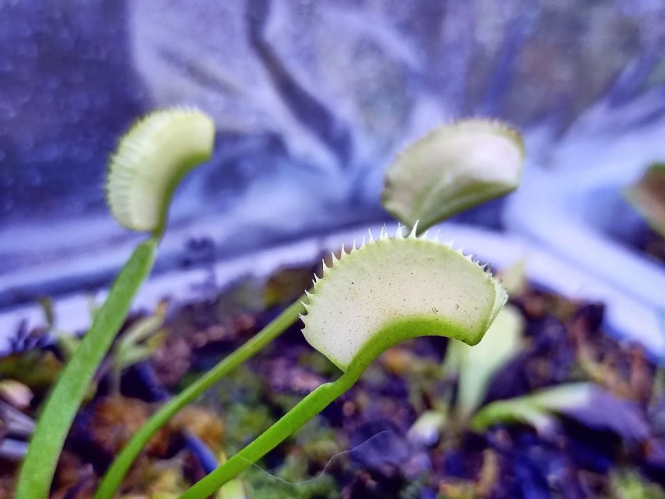 Dionaea muscipula 'MF Ghost'