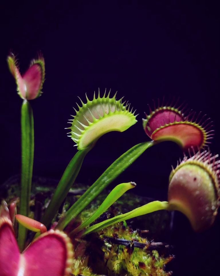 Dionaea muscipula 'MF Ghost'